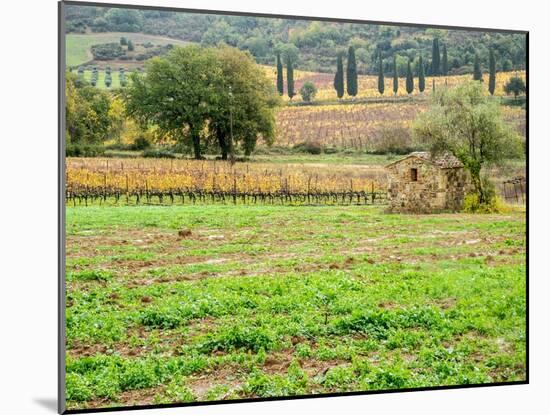 Italy, Tuscany. Colorful vineyard in autumn.-Julie Eggers-Mounted Photographic Print