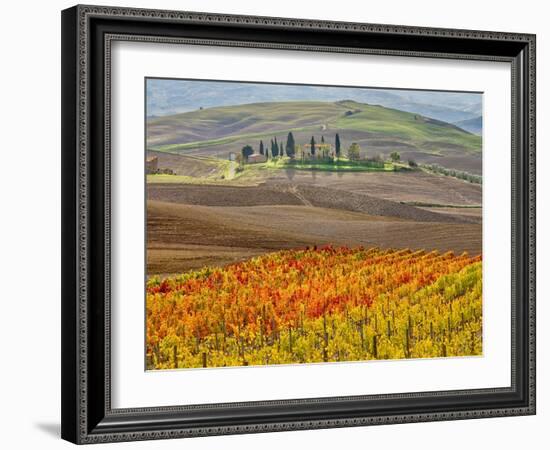 Italy, Tuscany. Colorful vineyard in autumn.-Julie Eggers-Framed Photographic Print