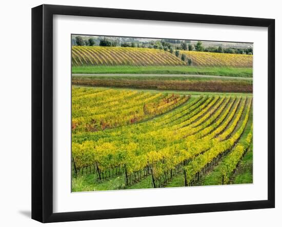 Italy, Tuscany. Colorful vineyard in autumn.-Julie Eggers-Framed Photographic Print