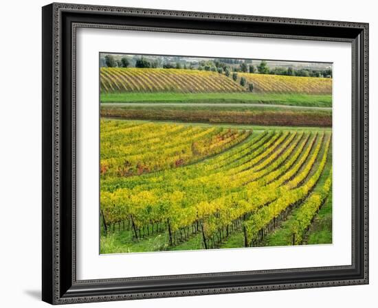 Italy, Tuscany. Colorful vineyard in autumn.-Julie Eggers-Framed Photographic Print