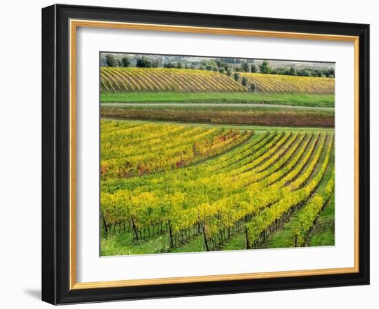 Italy, Tuscany. Colorful vineyard in autumn.-Julie Eggers-Framed Photographic Print