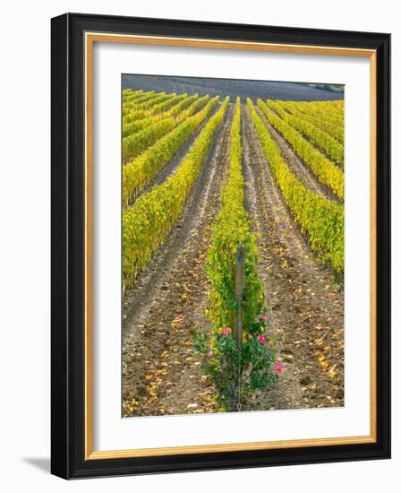 Italy, Tuscany. Colorful vineyard with roses.-Julie Eggers-Framed Photographic Print