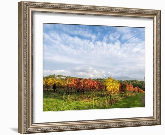 Italy, Tuscany. Colorful vineyards in autumn with blue skies and clouds.-Julie Eggers-Framed Photographic Print