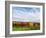 Italy, Tuscany. Colorful vineyards in autumn with blue skies and clouds.-Julie Eggers-Framed Photographic Print