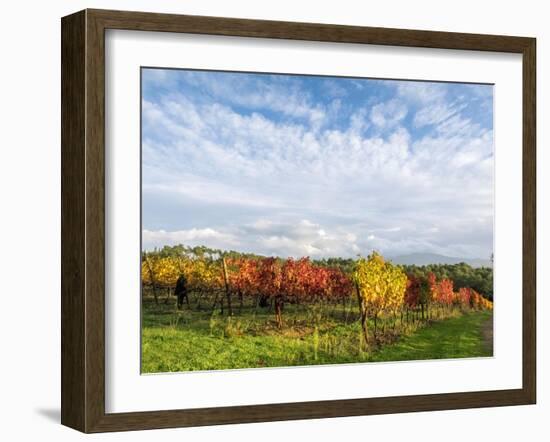 Italy, Tuscany. Colorful vineyards in autumn with blue skies and clouds.-Julie Eggers-Framed Photographic Print