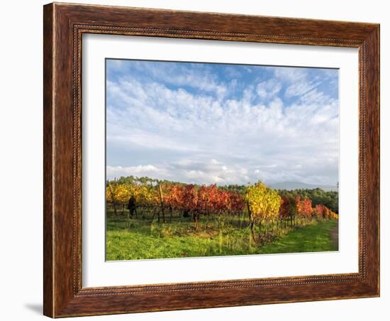 Italy, Tuscany. Colorful vineyards in autumn with blue skies and clouds.-Julie Eggers-Framed Photographic Print