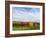 Italy, Tuscany. Colorful vineyards in autumn with blue skies and clouds.-Julie Eggers-Framed Photographic Print