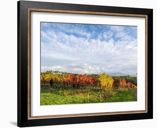 Italy, Tuscany. Colorful vineyards in autumn with blue skies and clouds.-Julie Eggers-Framed Photographic Print