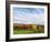 Italy, Tuscany. Colorful vineyards in autumn with blue skies and clouds.-Julie Eggers-Framed Photographic Print