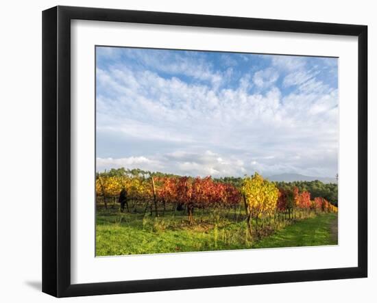 Italy, Tuscany. Colorful vineyards in autumn with blue skies and clouds.-Julie Eggers-Framed Photographic Print