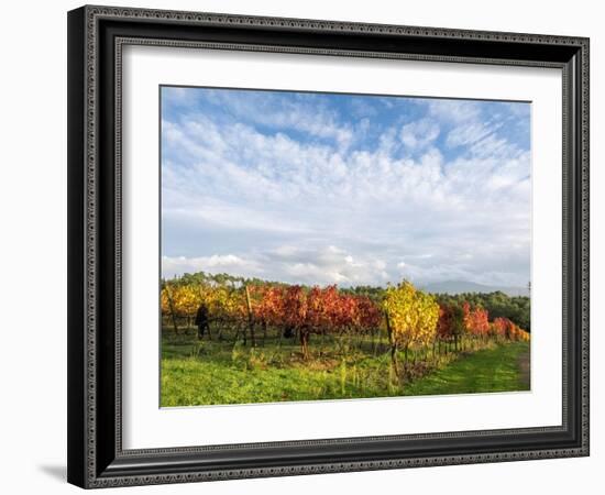 Italy, Tuscany. Colorful vineyards in autumn with blue skies and clouds.-Julie Eggers-Framed Photographic Print