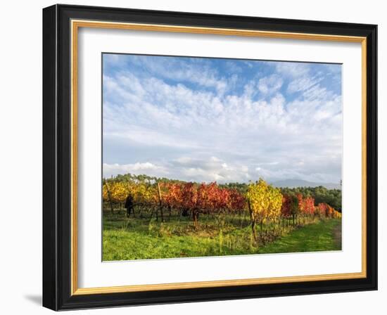 Italy, Tuscany. Colorful vineyards in autumn with blue skies and clouds.-Julie Eggers-Framed Photographic Print