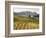 Italy, Tuscany. Colorful Vineyards in Fall in the Val Dorcia-Julie Eggers-Framed Photographic Print