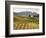 Italy, Tuscany. Colorful Vineyards in Fall in the Val Dorcia-Julie Eggers-Framed Photographic Print