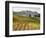 Italy, Tuscany. Colorful Vineyards in Fall in the Val Dorcia-Julie Eggers-Framed Photographic Print