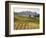 Italy, Tuscany. Colorful Vineyards in Fall in the Val Dorcia-Julie Eggers-Framed Photographic Print