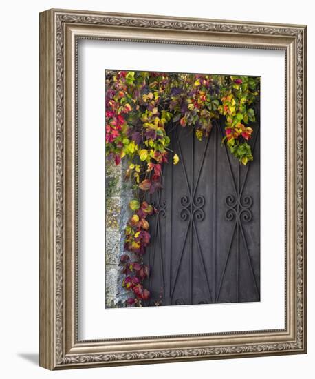 Italy, Tuscany, Contignano. Door Surrounded by Fall Colored Ivy-Julie Eggers-Framed Premium Photographic Print