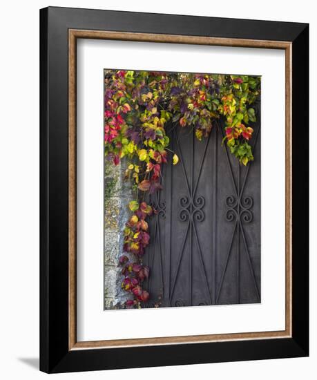Italy, Tuscany, Contignano. Door Surrounded by Fall Colored Ivy-Julie Eggers-Framed Premium Photographic Print