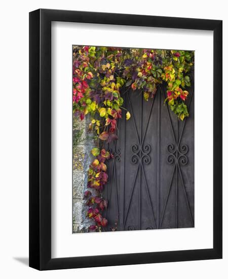 Italy, Tuscany, Contignano. Door Surrounded by Fall Colored Ivy-Julie Eggers-Framed Premium Photographic Print