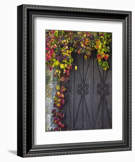 Italy, Tuscany, Contignano. Door Surrounded by Fall Colored Ivy-Julie Eggers-Framed Premium Photographic Print