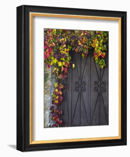 Italy, Tuscany, Contignano. Door Surrounded by Fall Colored Ivy-Julie Eggers-Framed Premium Photographic Print