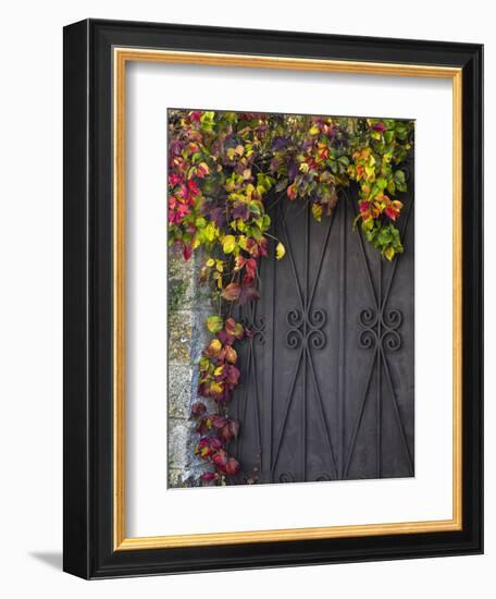 Italy, Tuscany, Contignano. Door Surrounded by Fall Colored Ivy-Julie Eggers-Framed Photographic Print