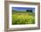 Italy, Tuscany. Cypress trees and wildflowers on hill.-Jaynes Gallery-Framed Photographic Print