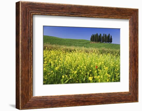 Italy, Tuscany. Cypress trees and wildflowers on hill.-Jaynes Gallery-Framed Photographic Print