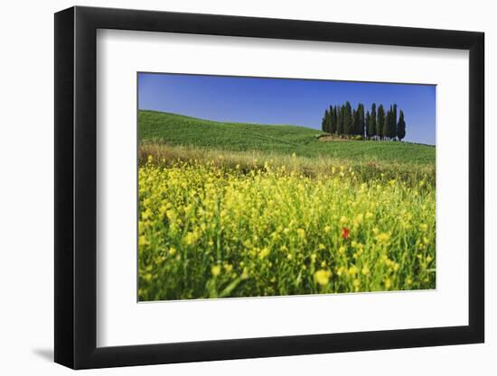 Italy, Tuscany. Cypress trees and wildflowers on hill.-Jaynes Gallery-Framed Photographic Print