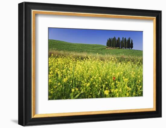 Italy, Tuscany. Cypress trees and wildflowers on hill.-Jaynes Gallery-Framed Photographic Print