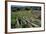 Italy, Tuscany, Etruscan Road Between Sovana and Pitigliano-null-Framed Giclee Print