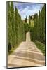 Italy, Tuscany hills and cypress trees.-Emily Wilson-Mounted Photographic Print