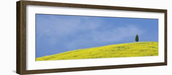 Italy, Tuscany. Lone cypress tree on flower-covered hillside-Jaynes Gallery-Framed Photographic Print