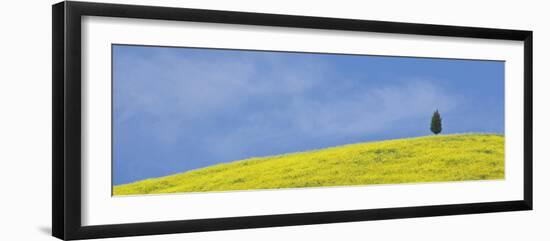 Italy, Tuscany. Lone cypress tree on flower-covered hillside-Jaynes Gallery-Framed Photographic Print