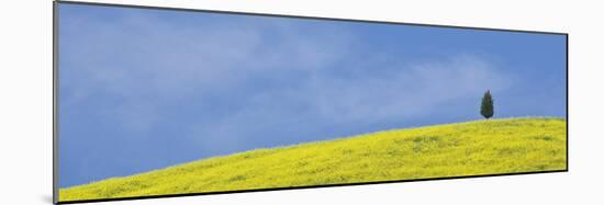 Italy, Tuscany. Lone cypress tree on flower-covered hillside-Jaynes Gallery-Mounted Photographic Print