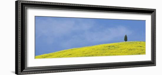 Italy, Tuscany. Lone cypress tree on flower-covered hillside-Jaynes Gallery-Framed Photographic Print