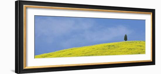 Italy, Tuscany. Lone cypress tree on flower-covered hillside-Jaynes Gallery-Framed Photographic Print