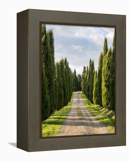 Italy, Tuscany, Long Driveway lined with Cypress trees-Terry Eggers-Framed Premier Image Canvas