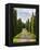 Italy, Tuscany, Long Driveway lined with Cypress trees-Terry Eggers-Framed Premier Image Canvas