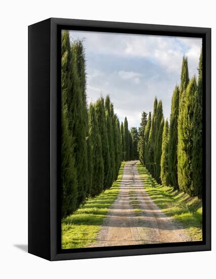 Italy, Tuscany, Long Driveway lined with Cypress trees-Terry Eggers-Framed Premier Image Canvas