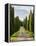 Italy, Tuscany, Long Driveway lined with Cypress trees-Terry Eggers-Framed Premier Image Canvas