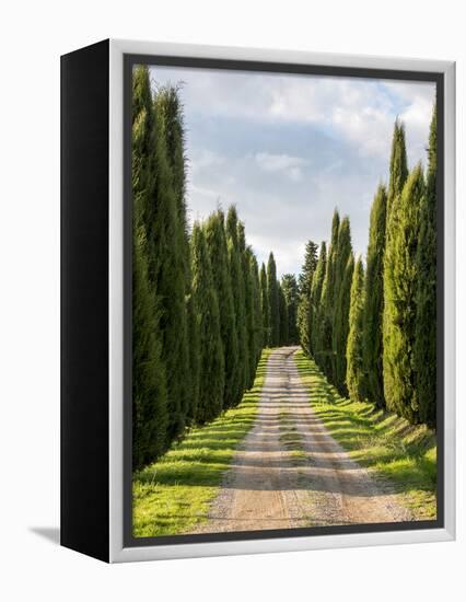 Italy, Tuscany, Long Driveway lined with Cypress trees-Terry Eggers-Framed Premier Image Canvas