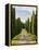 Italy, Tuscany, Long Driveway lined with Cypress trees-Terry Eggers-Framed Premier Image Canvas