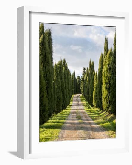 Italy, Tuscany, Long Driveway lined with Cypress trees-Terry Eggers-Framed Photographic Print