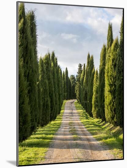 Italy, Tuscany, Long Driveway lined with Cypress trees-Terry Eggers-Mounted Photographic Print