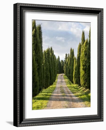 Italy, Tuscany, Long Driveway lined with Cypress trees-Terry Eggers-Framed Photographic Print