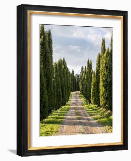 Italy, Tuscany, Long Driveway lined with Cypress trees-Terry Eggers-Framed Photographic Print