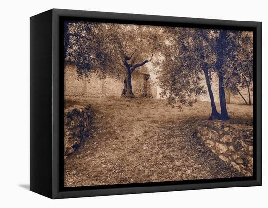 Italy, Tuscany, Montepulciano, Autumn Olive Orchard in Sepia-Terry Eggers-Framed Premier Image Canvas