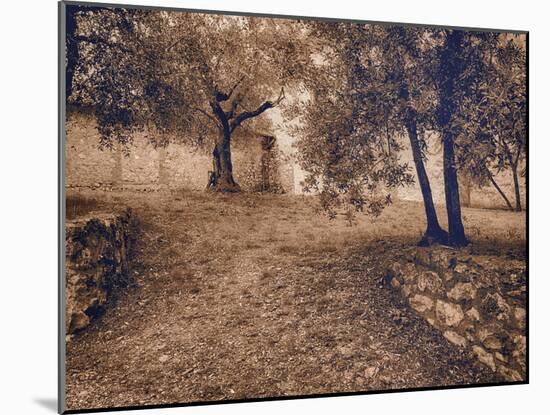 Italy, Tuscany, Montepulciano, Autumn Olive Orchard in Sepia-Terry Eggers-Mounted Photographic Print