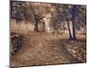 Italy, Tuscany, Montepulciano, Autumn Olive Orchard in Sepia-Terry Eggers-Mounted Photographic Print